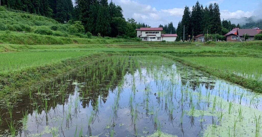 無農薬栽培の田んぼを体感！奥会津 金山で夏の大自然を感じよう！