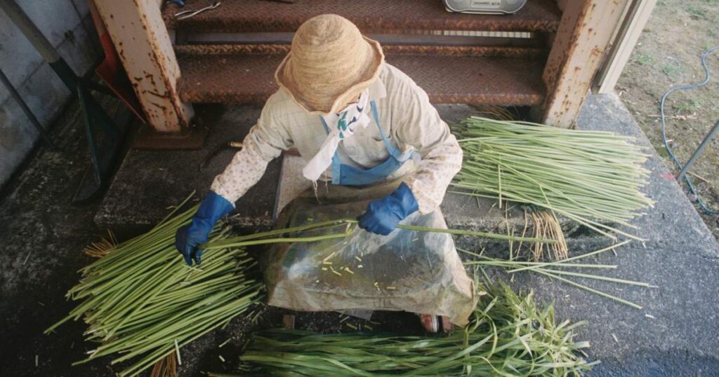 伝統工芸からむし織り｜収穫からお引きまで一日体験