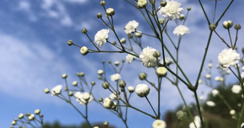 かすみ草の生産量日本一（夏秋期）の村で、収穫体験。〜昭和村の米から作るパンを添えて〜