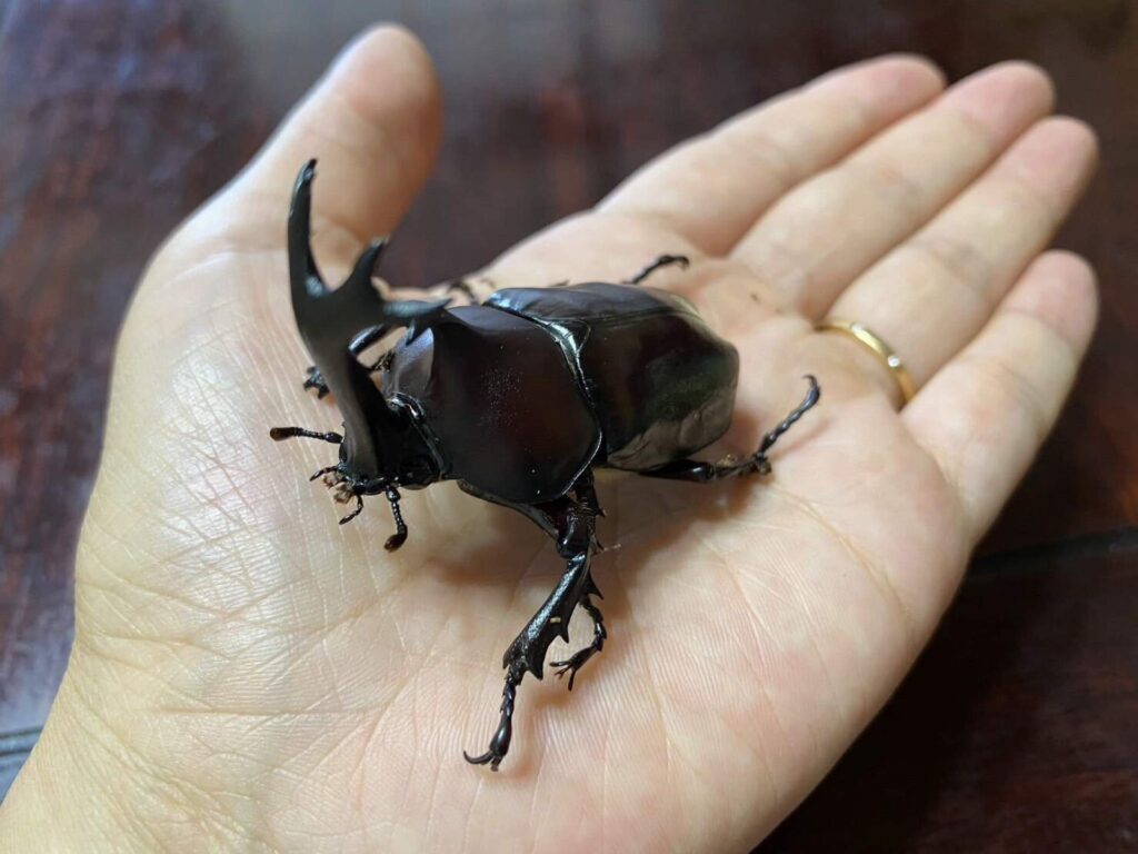 副住職に教わる!? カブトムシの幼虫飼育講座